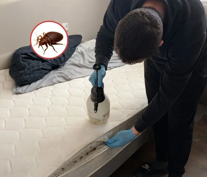 Technicien traitant un matelas contre les punaises de lit à Neuilly-Plaisance